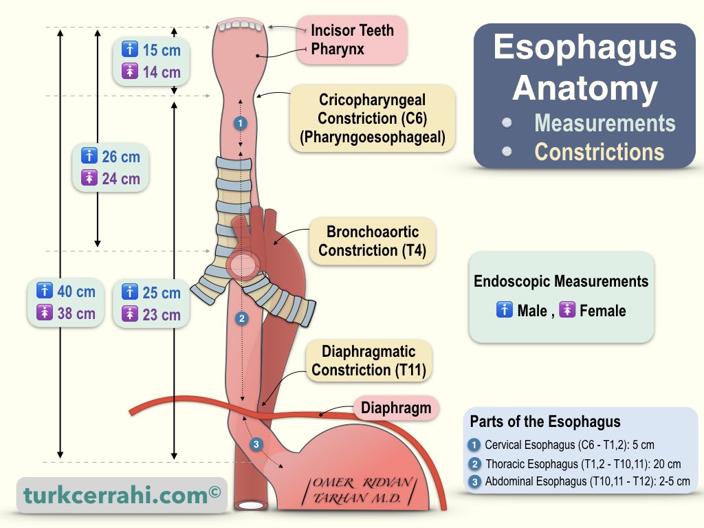Esophagus anatomy