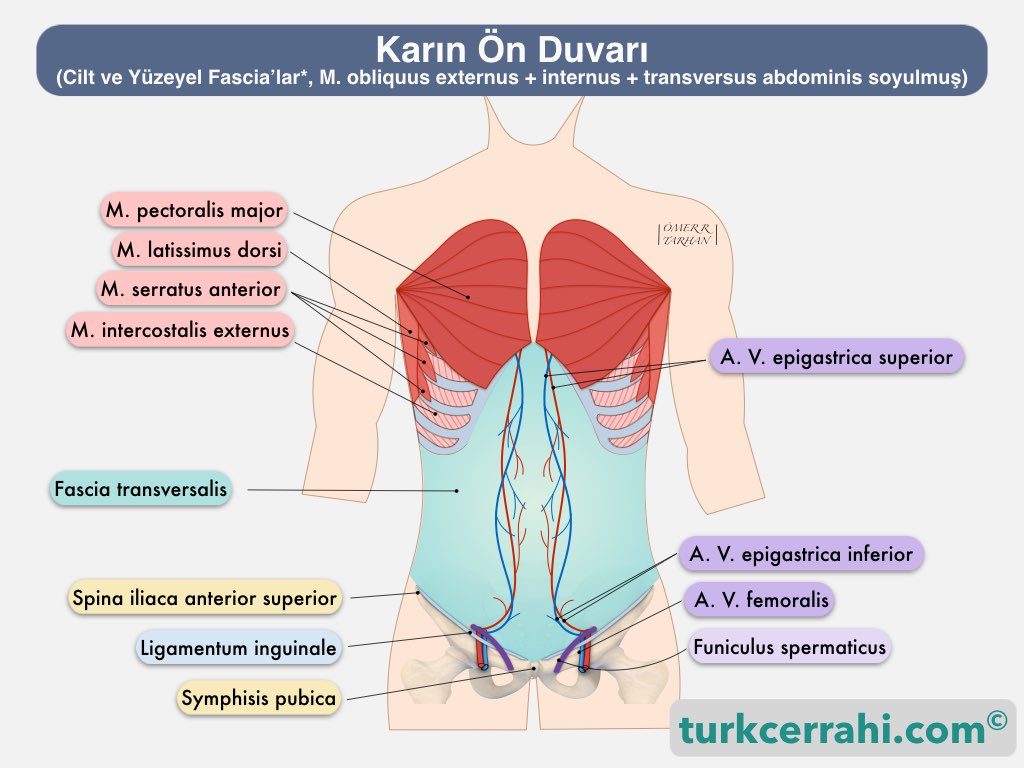 Fascia transversalis, inferior ve superior epigastrik damarlar