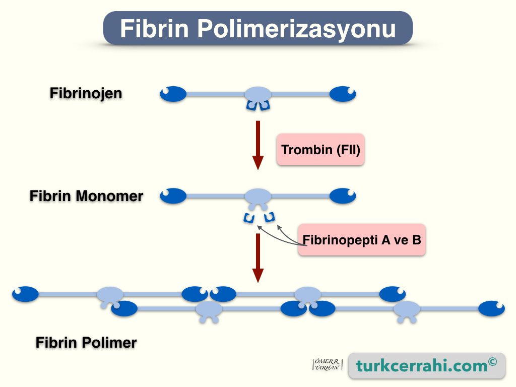 Fbrinin Oluşumu (polimerizasyonu)