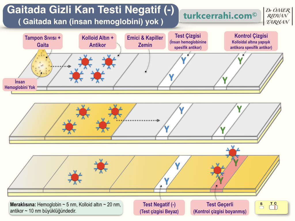 gaitada gizli kan testi turkcerrahi com