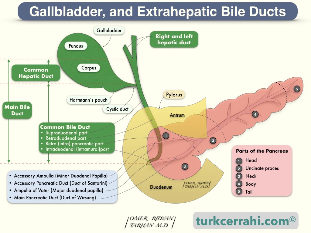 Gallbladder and extrahepatic bile ducts