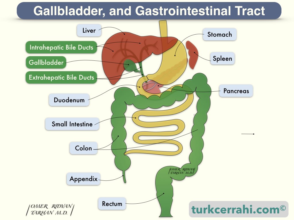 Gallbladder and gastrointestinal tract