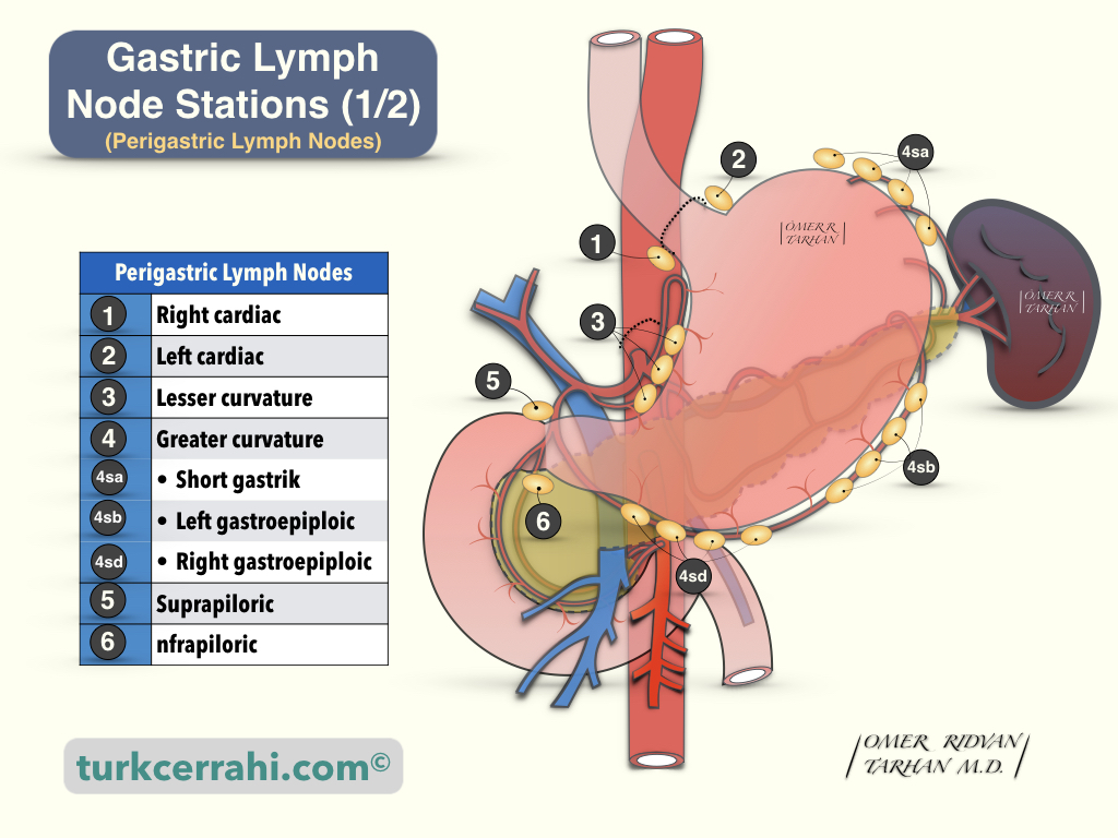Gastric lymph node stations (1)