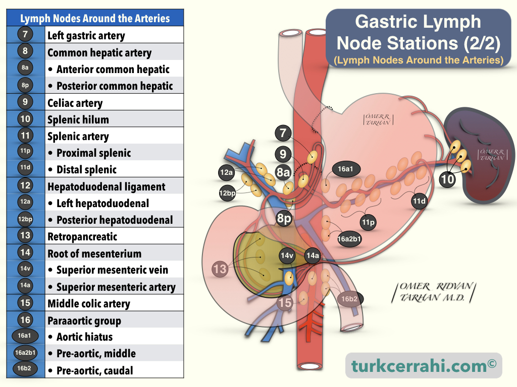 Gastric lymph node stations (2)