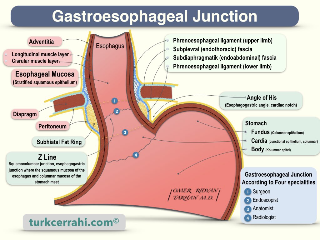 Gastroesophageal junction