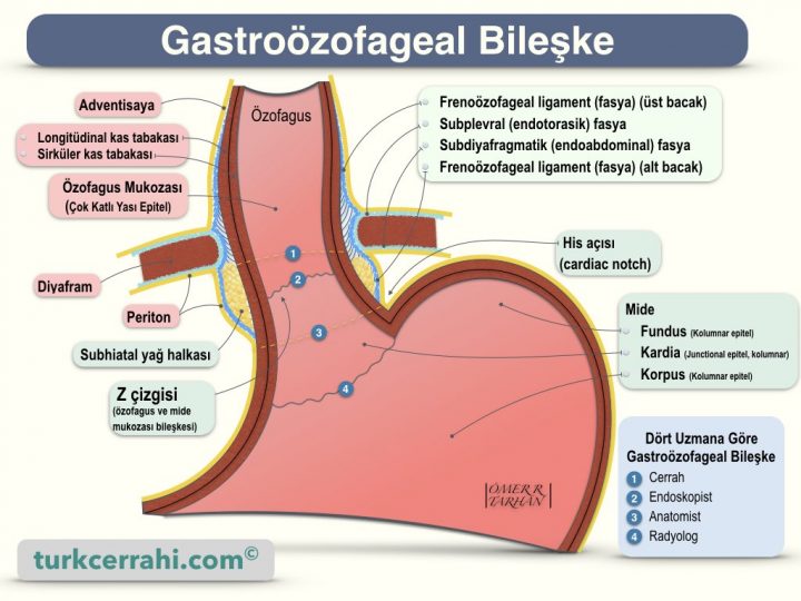 Gastroözofageal Bileşke