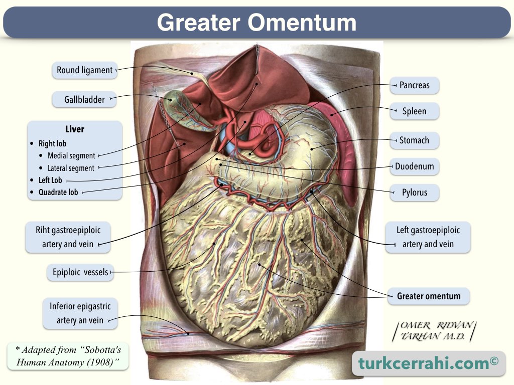 Greater omentum (omentum majus)