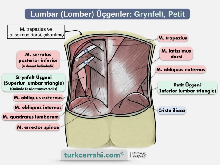 Grynfelt ve Petit üçgeni