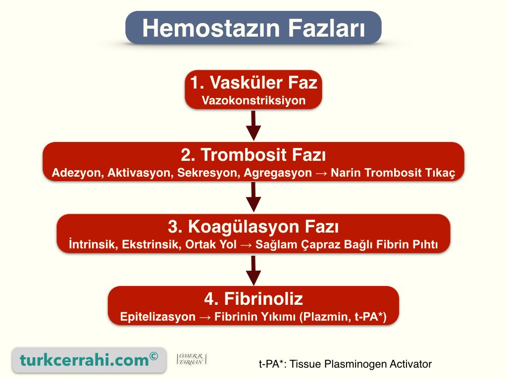 Hemostazın Aşamaları (Evreleri)