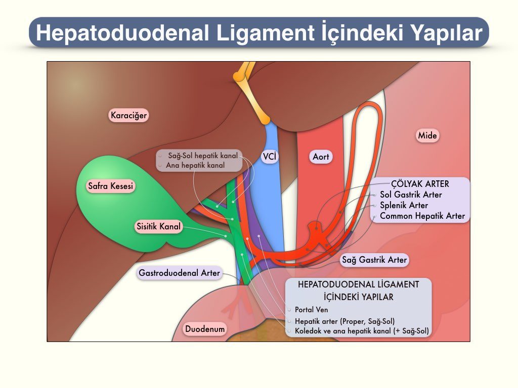 Hepatoduodenal Ligament (Ligamentum Hepatoduodenale) İçindeki Yapılar