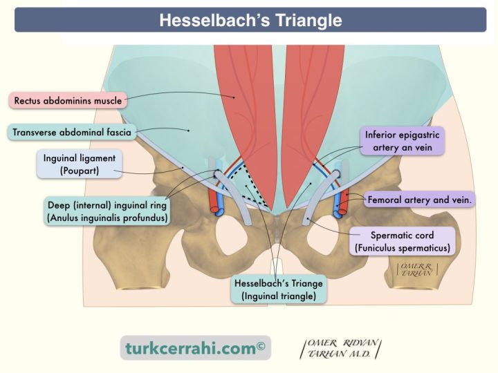 Hesselbach's triangle