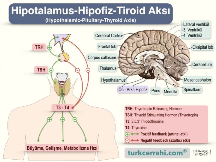 Hipotalamus - hipofiz - tiroid aksı (hypothalamic-pituitary-thyroid axis)