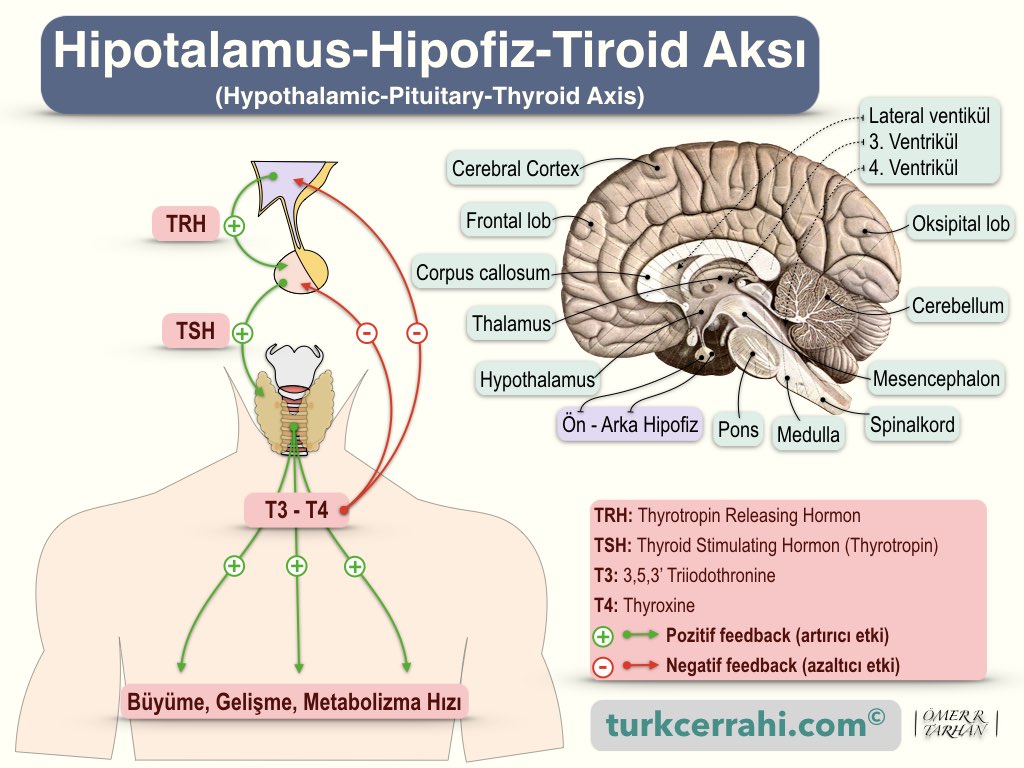 tiroid anatomisi fizyolojisi hormonlari turkcerrahi com