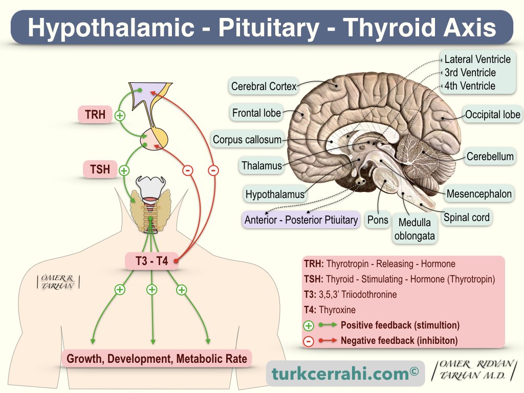 Hypothalamic pituitary thyroid axis diagram