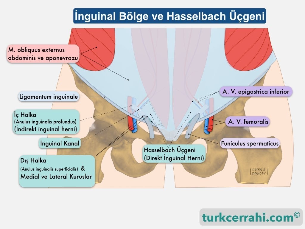 İnguinal bölge ve Hasselbach üçgeni