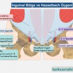 İnguinal bölge ve Hasselbach üçgeni