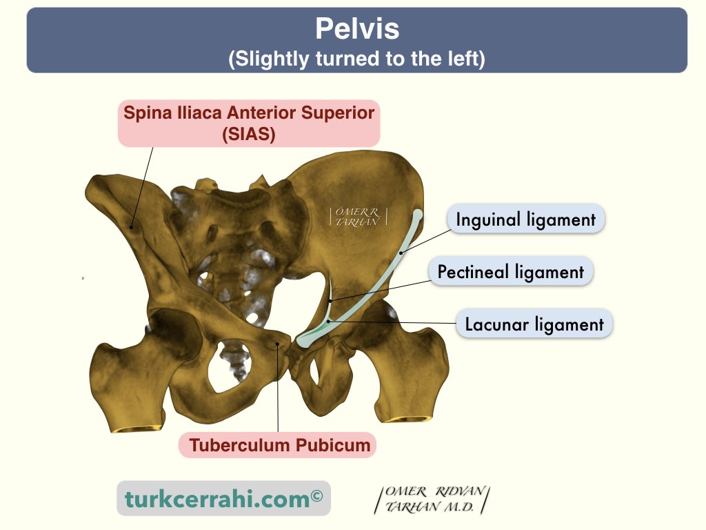 Canine Inguinal Ligament, Rings, and Canal - ppt video online download