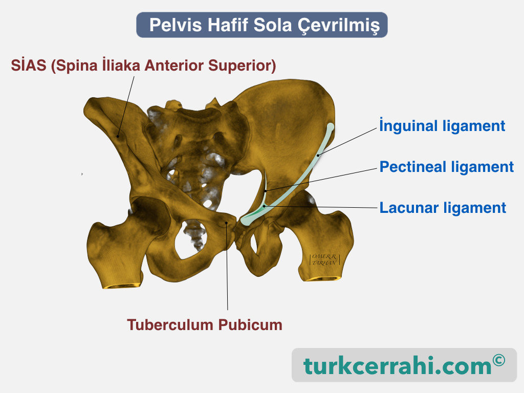 İnguinal, pectineal ve lacunar ligament