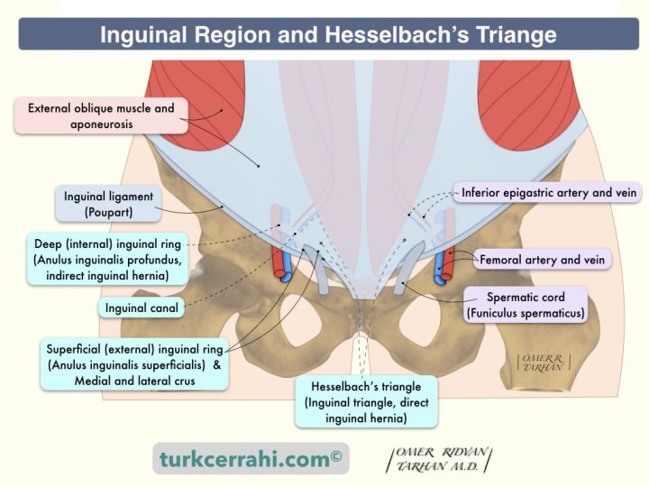Inguinal region and Hesselbach's triangle