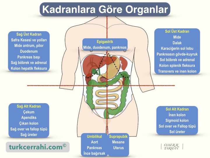 Kadranlarda bulunan organlar