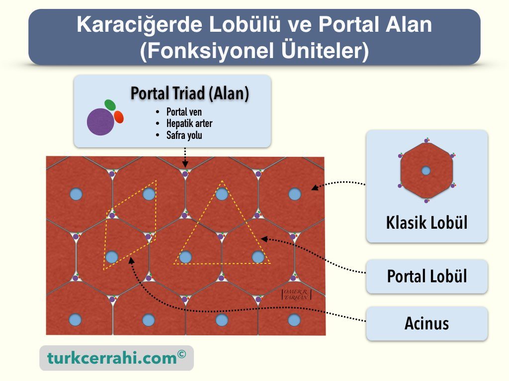 Karaciğer lobülü