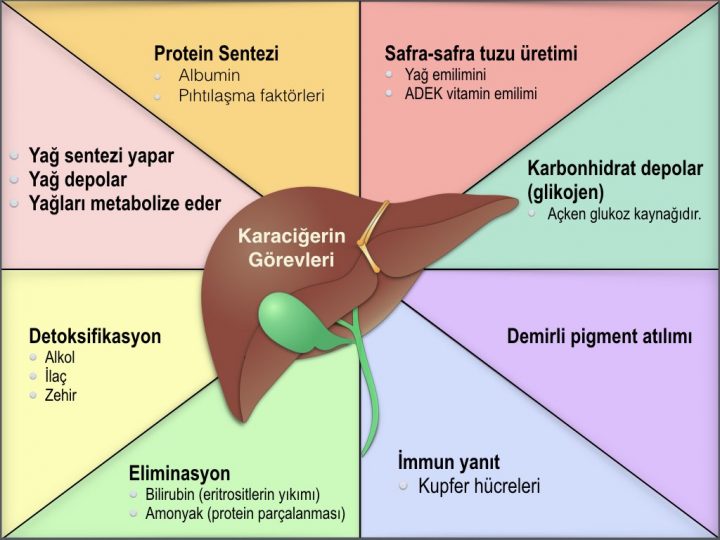 Karaciğerin Görevleri (Fonksiyonları)