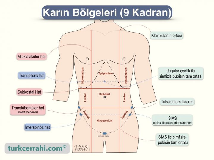 Karın bölgeleri, 9 kadran