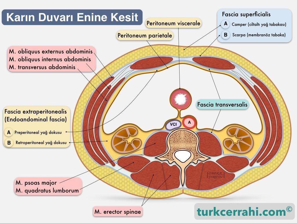 Karın duvarı anatomisi, horizontal (enine) kesit, L3 hizası