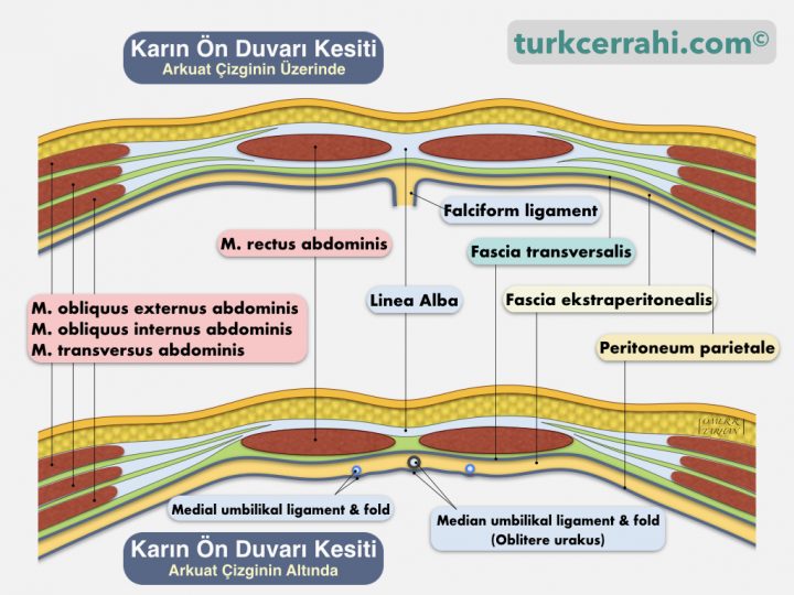 Karın ön duvarı anatomisi, karın ön duvarı kesiti