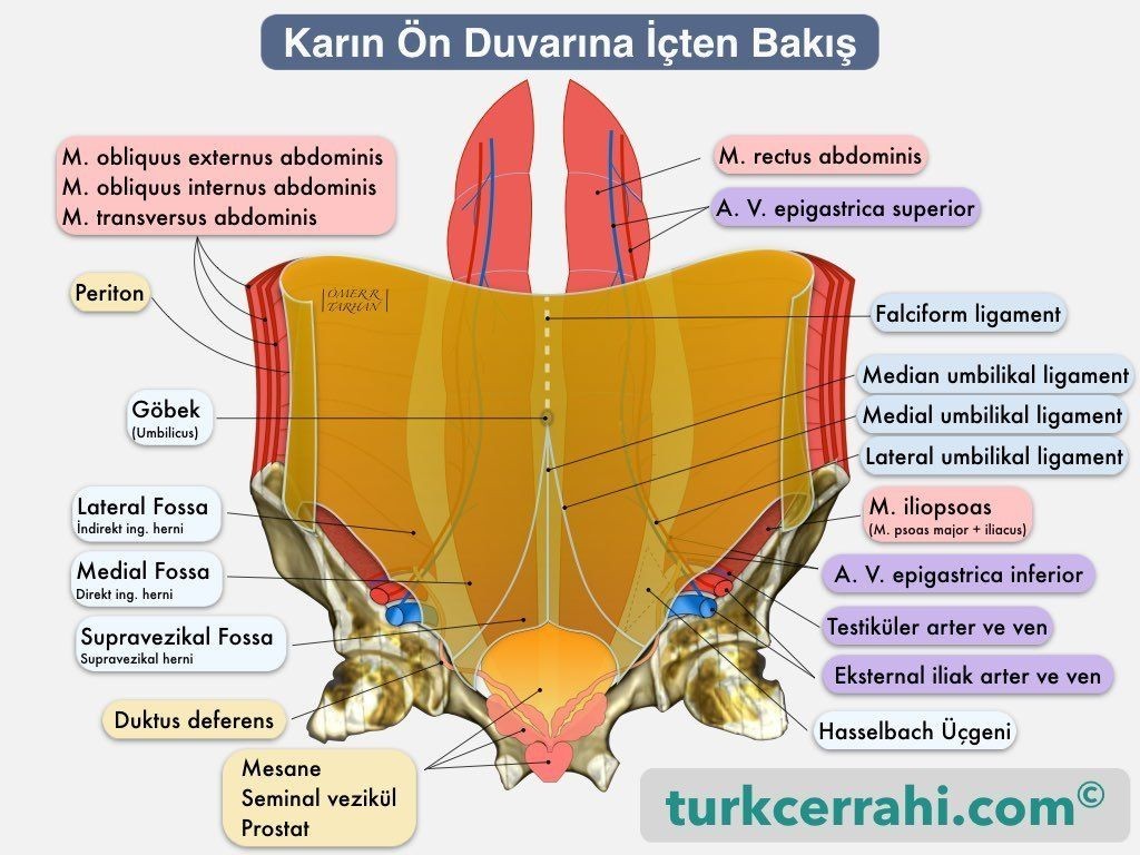 Karın ön duvarı anatomisi. İçten arkadan görünüm.