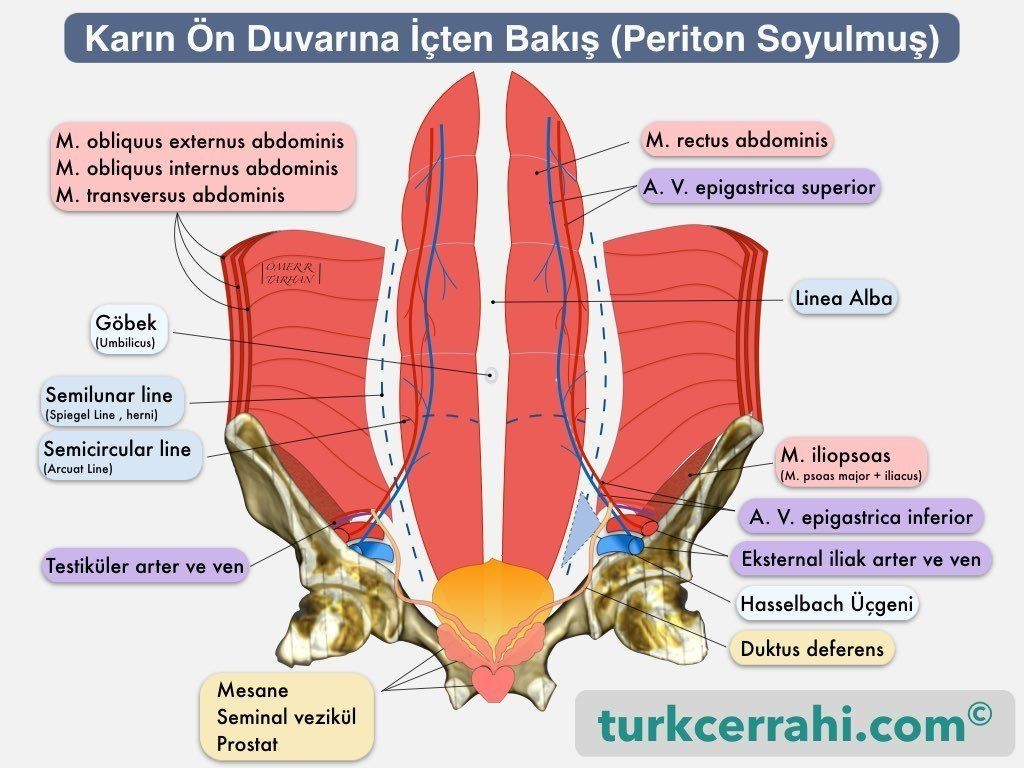 Karın ön duvarıanatomisi. İçten arkadan görünüm (periton soyulmuş)