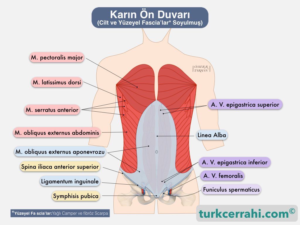 Karın ön duvarı anatomisi, musculus obliquus externus abdominis