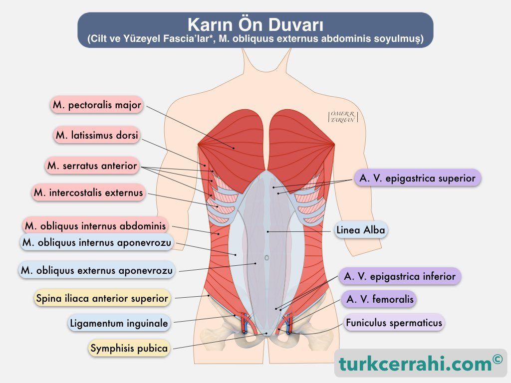 Karın ön duvarı anatomisi, musculus obliquus internus abdominis