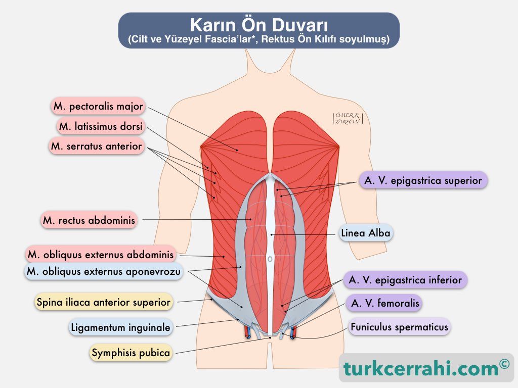 Karın ön duvarı anatomisi, musculus rectus abdominis