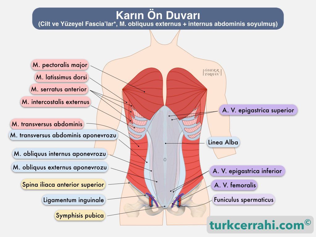 Karin ön duvarı anatomisi. Musculus transversus abdominis