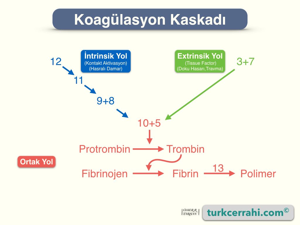 Koagülasyon kaskadı