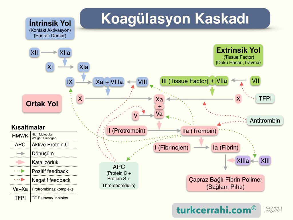 Koagulasyon Kaskadı (mekanizması)