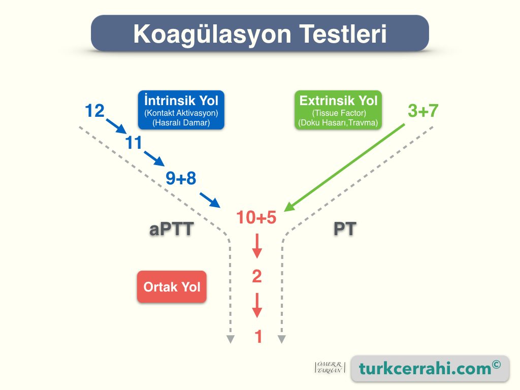 Koagülasyon testleri