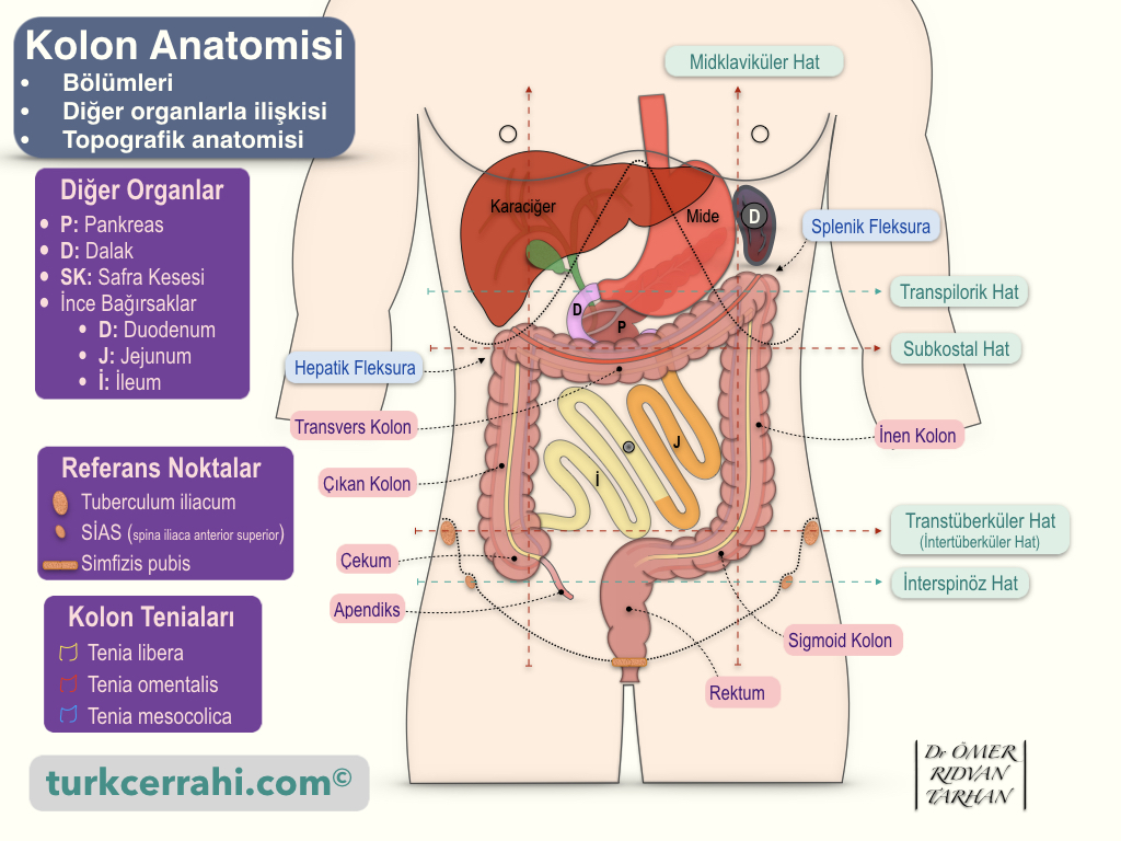 Kolon Anatomisi