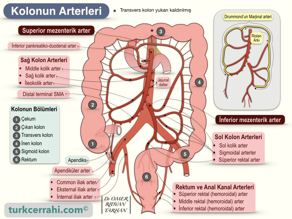 Kolonun Arterleri
