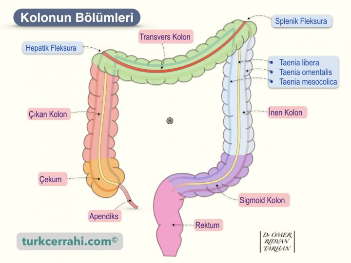 Kolonun Bölümleri