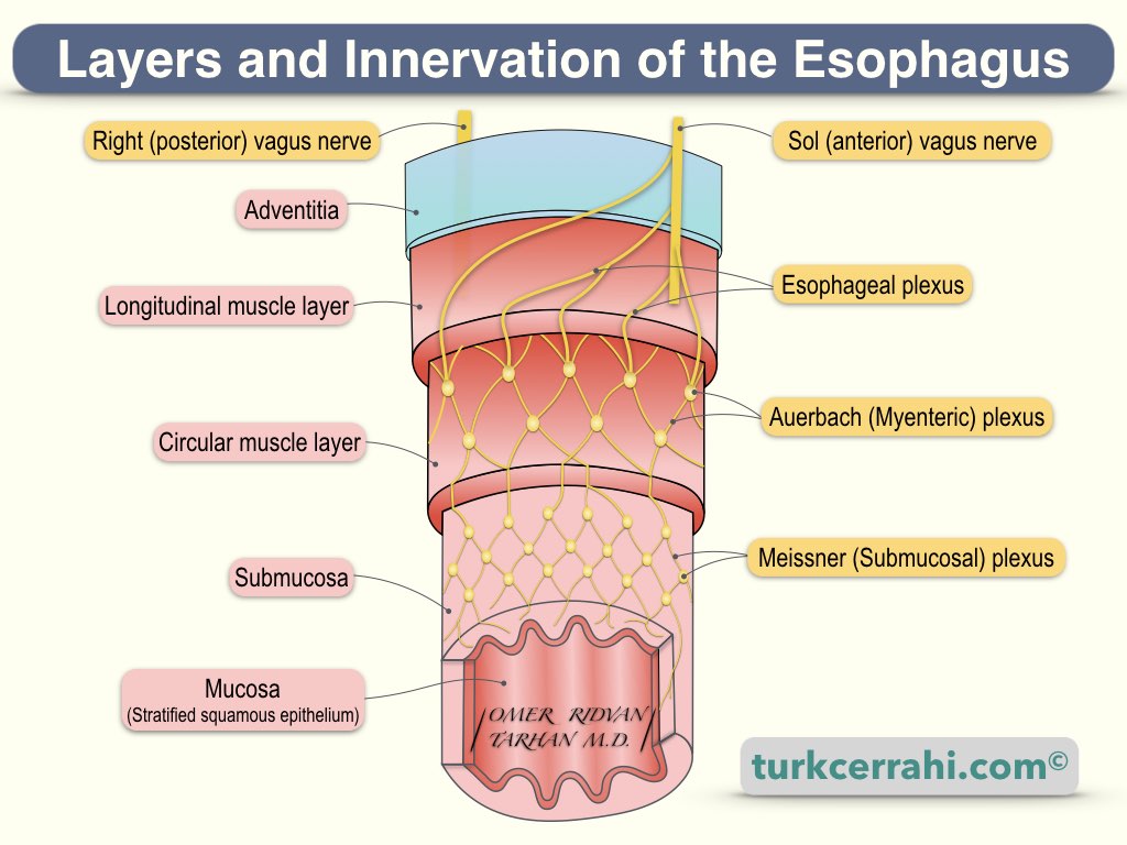 Layers and innervation of the esophagus