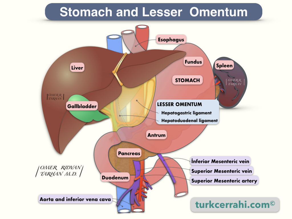 Lesser omentum of stomach