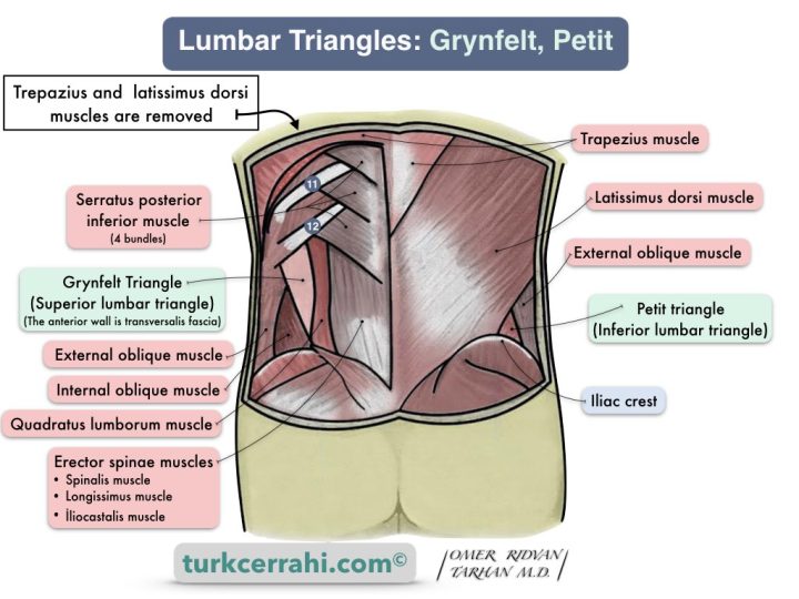 Lumbar Triangles: Grynfelt, Petit