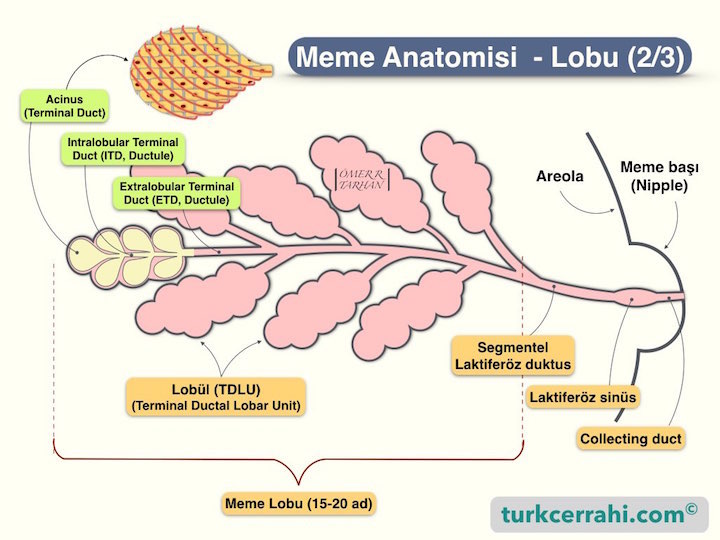 Meme anatomisi, lobu
