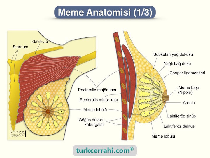 Meme anatomisi