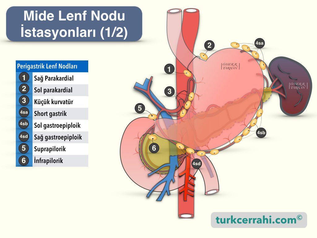 Mide Lenf Nodu İstasyonları 1