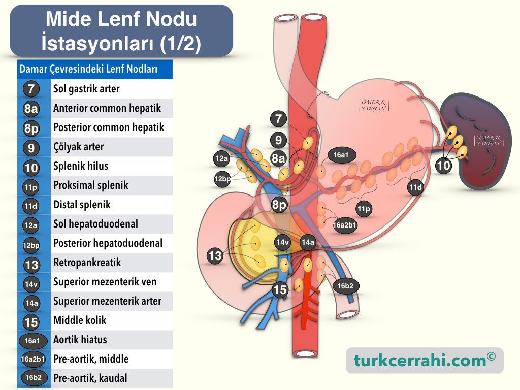 Mide Lenf Nodu İstasyonları 2