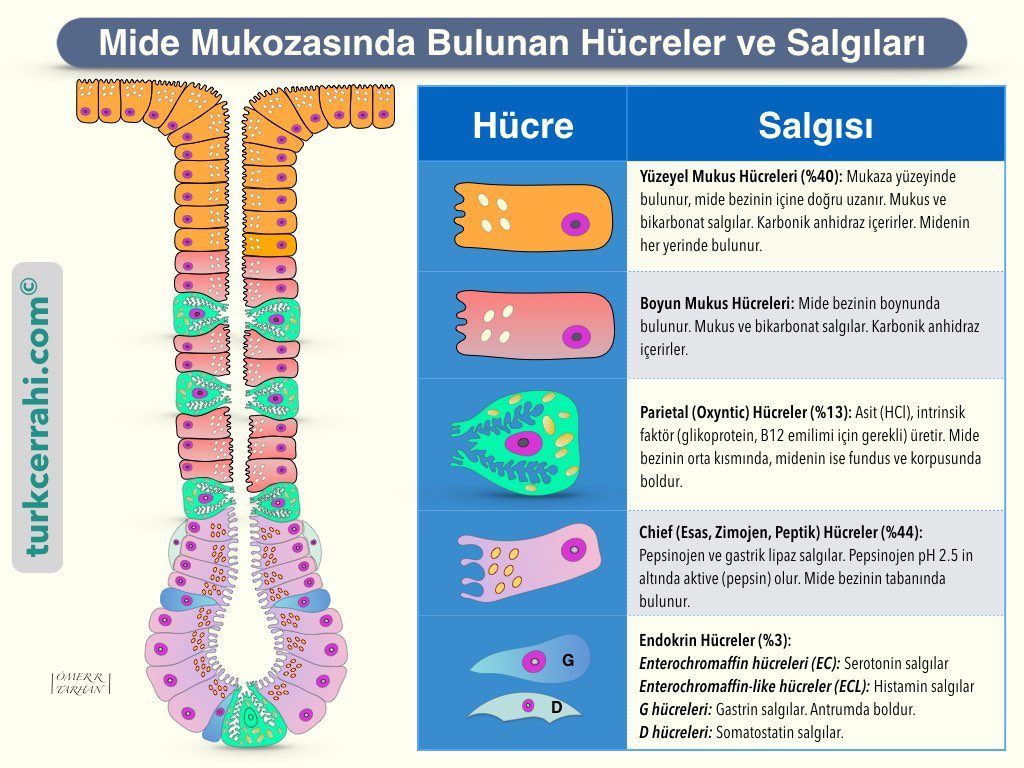 Mide Histolojisi; mukozasi ve bezlerinde bulunan hücreler