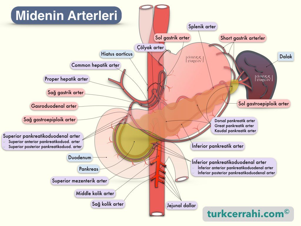 Midenin Arterleri